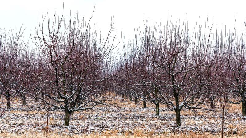 Pomi fructiferi in iarna